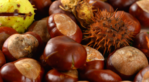 Διαγωνισμός φωτογραφίας για το Κάστανο Μελιβοίας